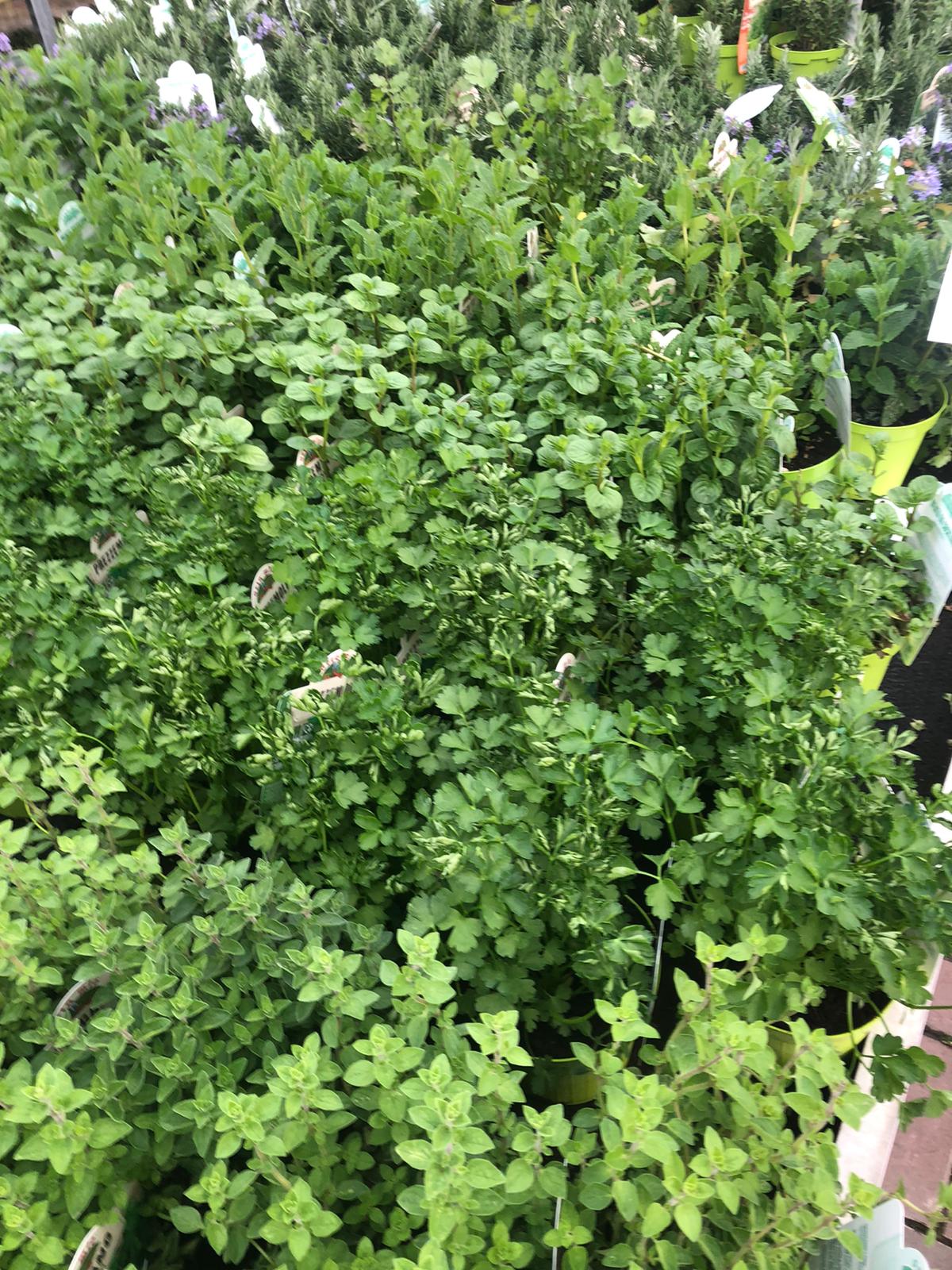 UN PIZZICO DI AROMATICHE MOSTRA MERCATO GARDEN STEFLOR (PADERNO DUGNANO) dall'8 APRILE AL 10 MAGGIO