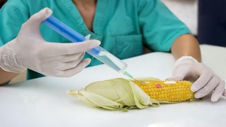 Genetically Modified Food Safety Testing Market: A Comprehensive Outlook on Dynamics, Key Players, and Industry Projections till 2028 by TechSci Research
