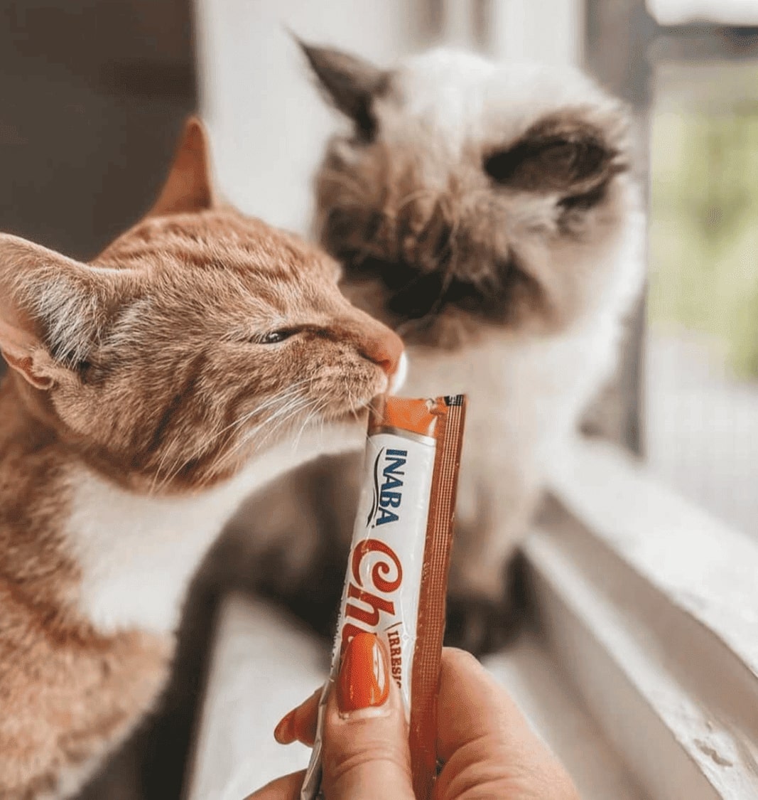 Arriva in Italia lo snack giapponese che conquista i gatti con l’umami e ingredienti naturali
