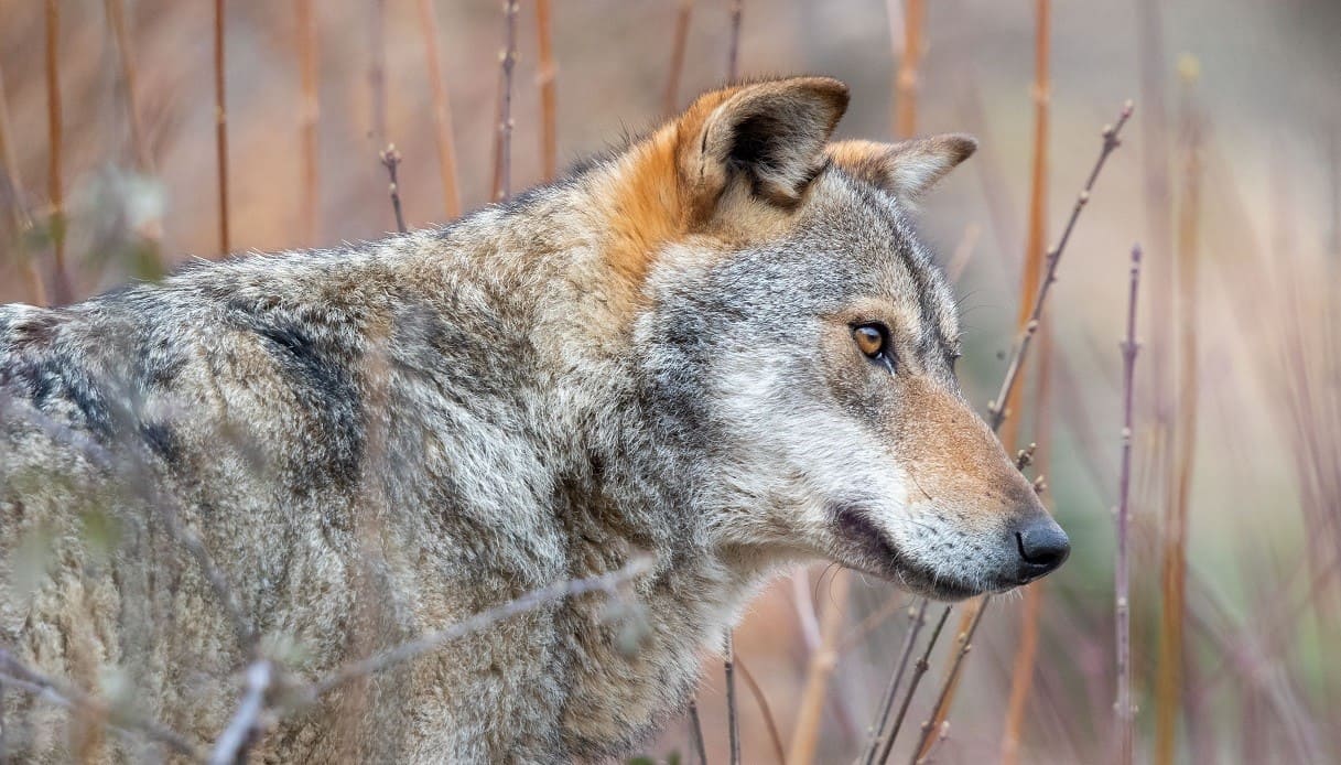 Bambina di 4 anni aggredita da un lupo ad Arrone vicino Terni, caccia all'animale: era già stato avvistato