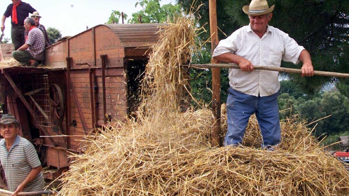 Si produce sempre meno grano. L’allarme di Confagricoltura: Serve un prezzo equo