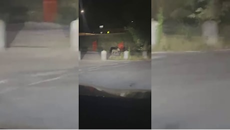 Lupo di Arrone, task force per la cattura dopo l'aggressione alla bambina di 4 anni