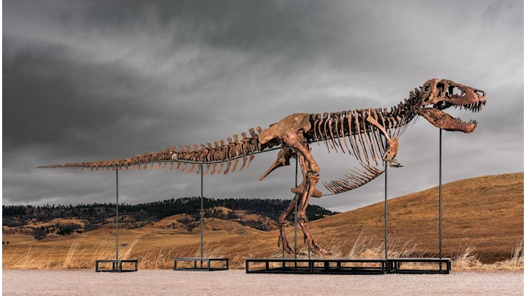 Il T-Rex Gus venduto da Sotheby’s per 50,1 milioni di dollari: è il fossile più costoso di sempre - la Repubblica