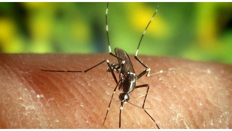 Zanzara tigre, batterio Wolbachia riduce del 90% la capacità riproduttiva: la sperimentazione Enea a Roma