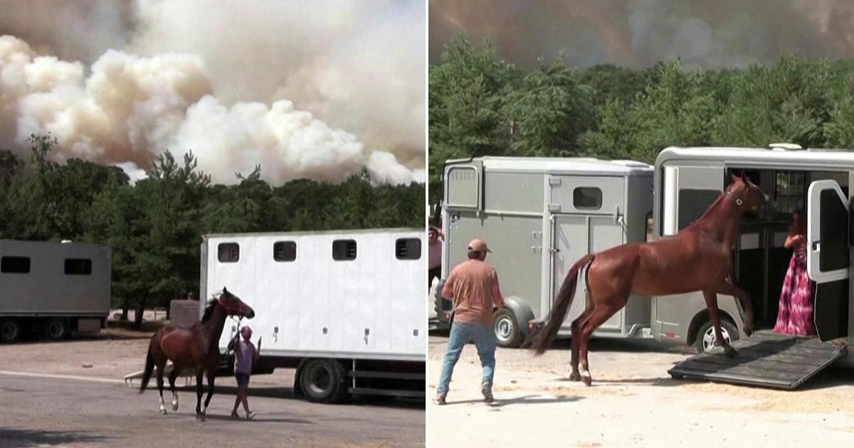 Incendio di Fontainebleau, l'evacuazione dei cavalli e le indagini per il rogo doloso