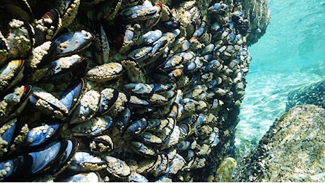 Caldo record, moria di molluschi nel delta del Po: perse mille quintali di cozze e vongole