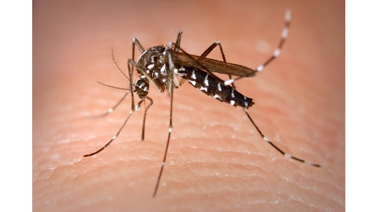 Caso di Chikungunya a Borgo Trento, scatta la disinfestazione - Verona Oggi