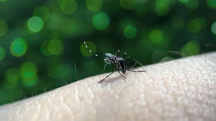 Febbre Chikungunya in Toscana, secondo caso nella regione: di cosa si tratta - Meteo.it