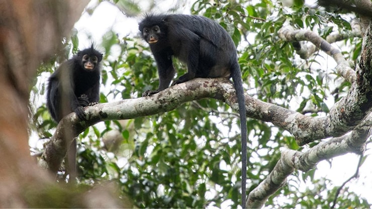 Scoperta nel cuore del Congo una nuova specie di scimmia africana, ma è già a rischio di estinzione - La Stampa
