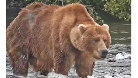 Fat Bear Week 2026, Backpack vince: da cucciolo viaggiava sulla mamma