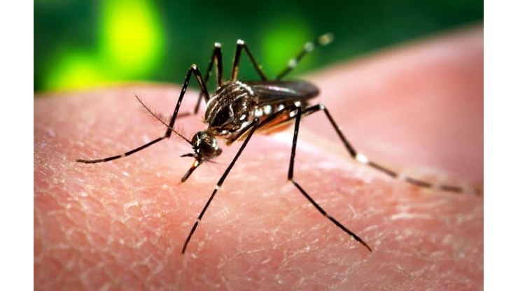 Diagnosticato un caso di Chikungunya a Rosà - TViWeb