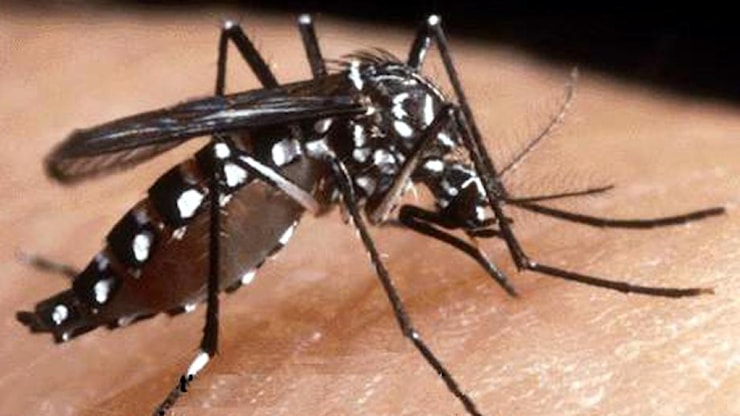 West Nile, primo caso a Latina: ricoverato il paziente è in buone condizioni - Corriere Roma