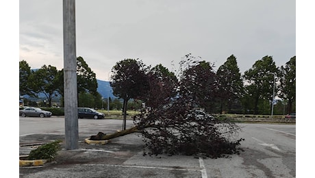 Maltempo in Veneto, allerta rossa per rischio idrogeologico: alberi caduti e strade interrotte