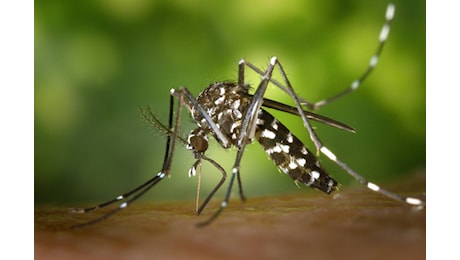 Dengue, 312 casi nel 2026 di cui 47 autoctoni: la mappa dei focolai in Italia