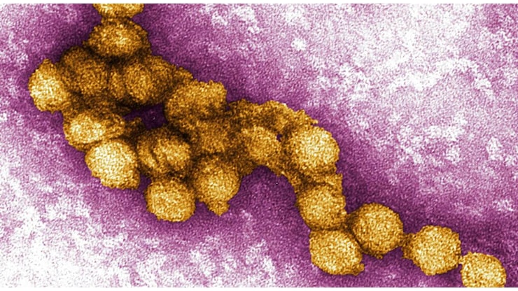 West Nile, nel Lazio primo caso del 2026: positivo un paziente di Latina. Allerta in Emilia Romagna: «Estesa circolazione del virus» - Il Messaggero