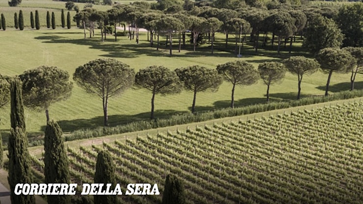 Zonin 1821 e la crisi del vino, offerta di acquisto per cinque tenute: «Avanti con fiducia» - Corriere del Veneto