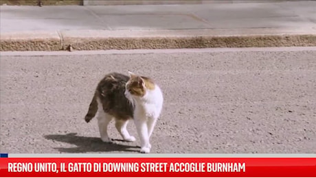 Regno Unito, il gatto di Downing Street accoglie Burnham