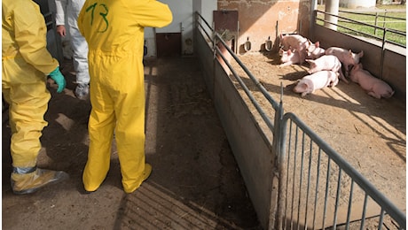 Allerta peste suina africana in Toscana: caso in allevamento