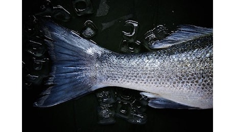 Cambiale Azzurra, 10 milioni per la liquidità delle imprese di pesca e acquacoltura