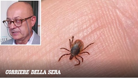 Morsa da una zecca, morta dopo un mese per encefalite: il caso di Gianna Sommavilla e i rischi della Tbe