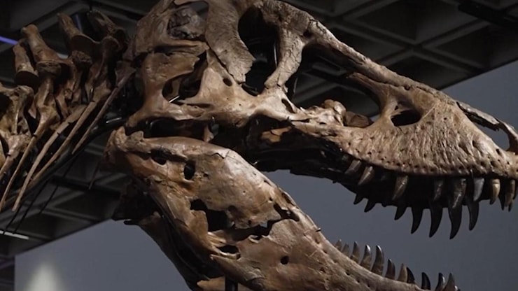 Venduto all’asta per oltre 50 milioni uno scheletro completo di T-Rex. È il più costoso di sempre - La Stampa