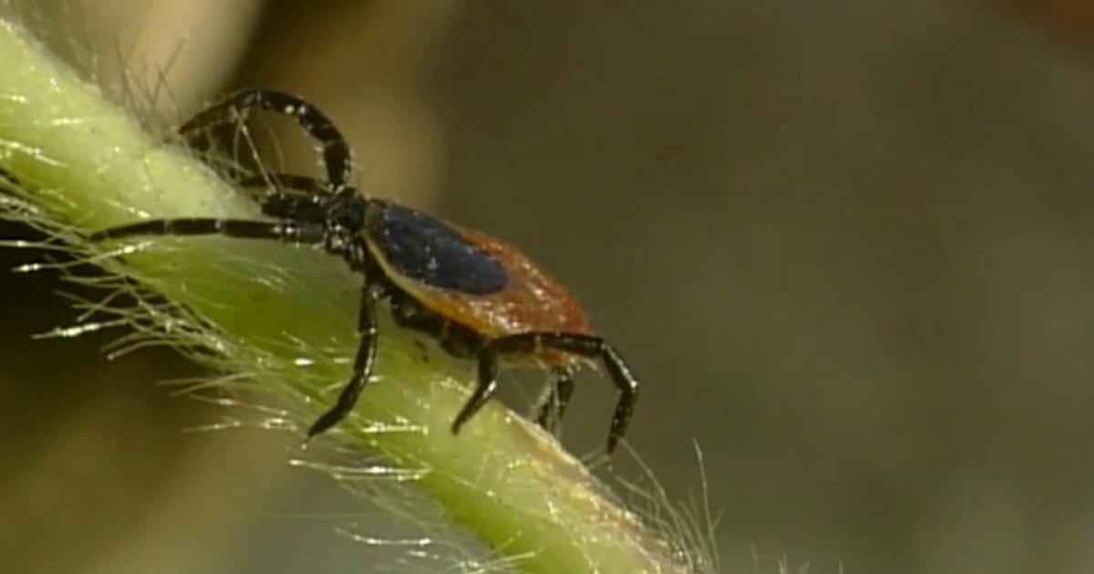 Morso da zecca, in Trentino già sette infezioni nel 2026
