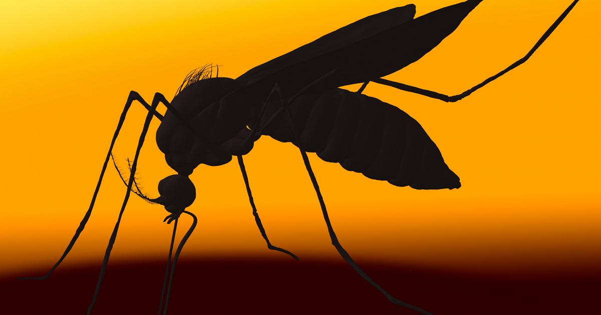 Caso di Chikungunya a Vicenza: disinfestazione straordinaria nel quartiere Sant'Agostino