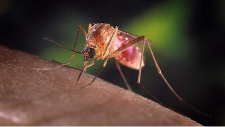 West Nile in Emilia-Romagna, il virus circola prima: allerta in sei province