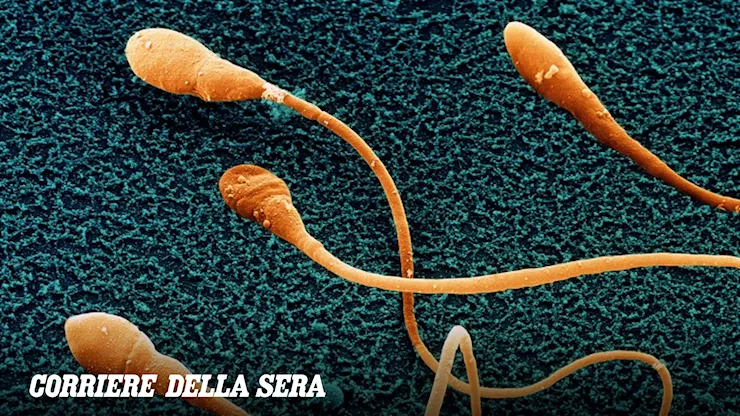 Infertilità maschile: i primi spermatozoi coltivati in laboratorio - Corriere della Sera