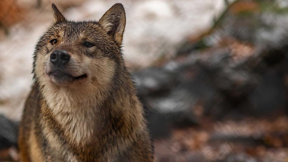 Lupo e marcature odorose: la ricerca svizzera lavora a barriere olfattive contro i predatori