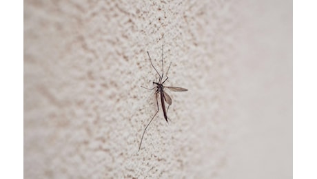 West Nile in Polesine: un nuovo caso neuroinvasivo, i contagi salgono a 9